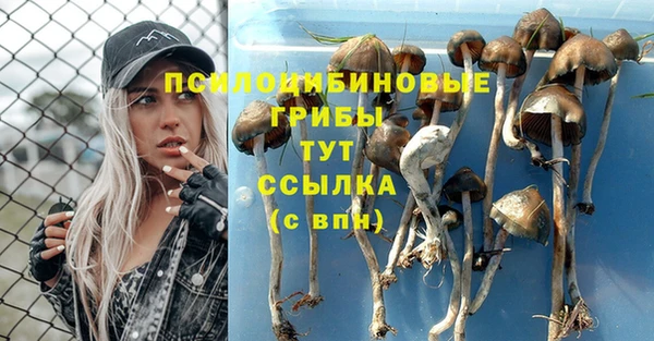 прущие грибы Арсеньев